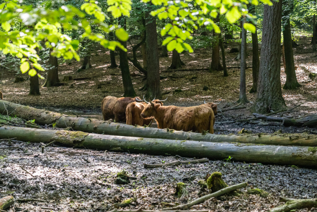 Schotse Hooglanders zoeken verkoeling