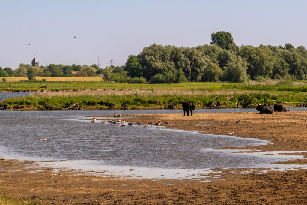 Taurossen in natuurgebied Keent
